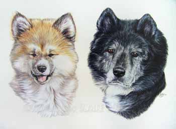 Portrait de chien japonais Akita Inu